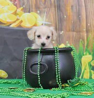 Chewy (bacca), a male Miniature Dachshund for sale in Murphysboro, IL – Photo 3 of 4