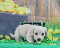 Chewy (bacca), a male Miniature Dachshund for sale in Murphysboro, IL – Photo 1 of 4