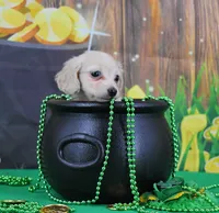 Chewy (bacca), a male Miniature Dachshund for sale in Murphysboro, IL – Photo 4 of 4