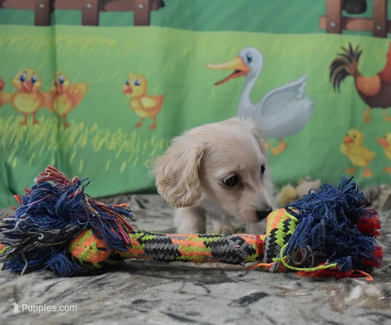 Chewy (bacca) – Miniature Dachshund puppy for sale in Murphysboro, IL