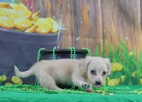 Chewy (bacca), a male Miniature Dachshund for sale in Murphysboro, IL – Photo 2 of 4