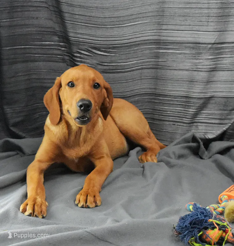 Copper – Labrador Retriever puppy for sale in Murphysboro, IL