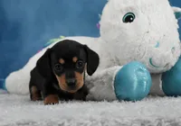 BT Smooth, a female Miniature Dachshund for sale in Murphysboro, IL – 4 of 4