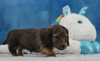 Red Russian, a female Miniature Dachshund for sale in Murphysboro, IL – 5 of 6