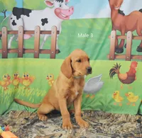Copper, a male Labrador Retriever for sale in Murphysboro, IL – 3 of 3