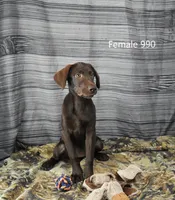 Cubby's Girl 990, a male Labrador Retriever for sale in Murphysboro, IL – 2 of 3
