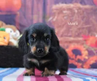 BT Longhair, a male Miniature Dachshund for sale in Murphysboro, IL – 2 of 4