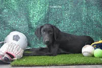 Ms. B's Female 841, a female Labrador Retriever for sale in Murphysboro, IL – 2 of 2