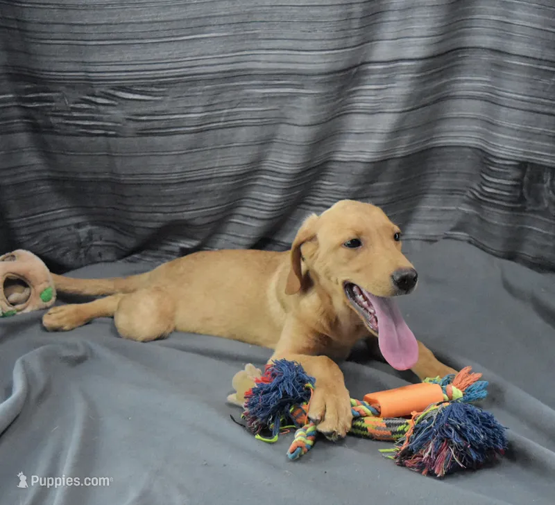 Suede – Labrador Retriever puppy for sale in Murphysboro, IL