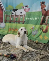 Ivory's girl 387, a female Labrador Retriever for sale in Murphysboro, IL – Photo 2 of 5