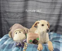 Ivory's girl 387, a female Labrador Retriever for sale in Murphysboro, IL – Photo 1 of 4