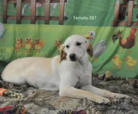 Ivory's girl 387, a female Labrador Retriever for sale in Murphysboro, IL – Photo 5 of 5