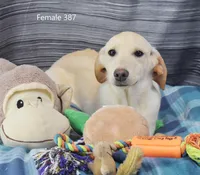 Ivory's girl 387, a female Labrador Retriever for sale in Murphysboro, IL – Photo 3 of 4