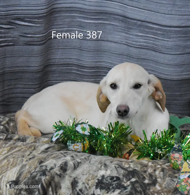 Ivory's girl 387 – Labrador Retriever puppy for sale in Murphysboro, IL