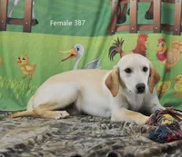 Ivory's girl 387, a female Labrador Retriever for sale in Murphysboro, IL – Photo 4 of 5