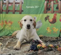 Ivory's girl 387, a female Labrador Retriever for sale in Murphysboro, IL – Photo 3 of 5
