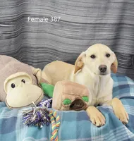 Ivory's girl 387, a female Labrador Retriever for sale in Murphysboro, IL – Photo 2 of 4