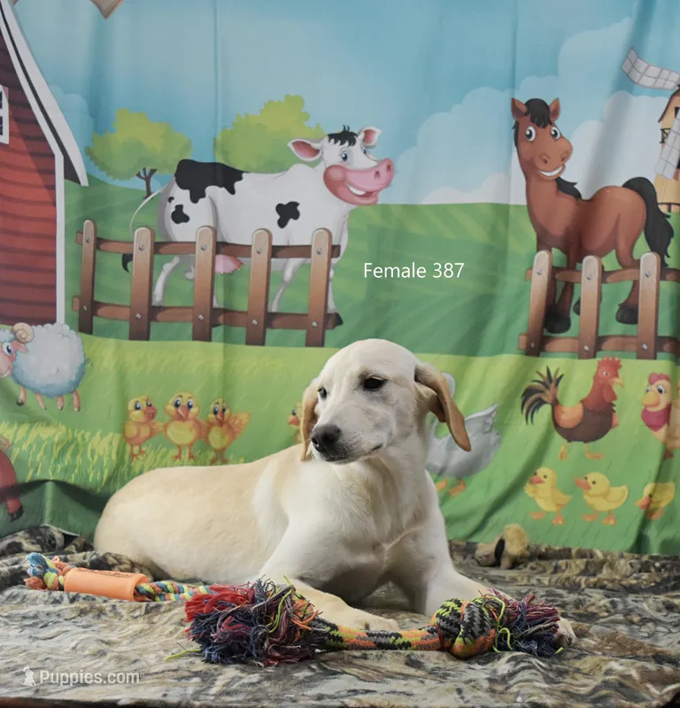 Ivory's girl 387 – Labrador Retriever puppy for sale in Murphysboro, IL