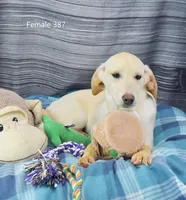 Ivory's girl 387, a female Labrador Retriever for sale in Murphysboro, IL – Photo 4 of 4