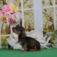 Hiccup, a male Miniature Dachshund for sale in Murphysboro, IL – Photo 3 of 6