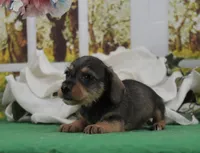 Hiccup, a male Miniature Dachshund for sale in Murphysboro, IL – Photo 4 of 6