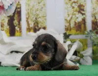 Hiccup, a male Miniature Dachshund for sale in Murphysboro, IL – Photo 1 of 6