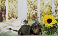 Hiccup, a male Miniature Dachshund for sale in Murphysboro, IL – Photo 2 of 6