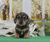 Hiccup, a male Miniature Dachshund for sale in Murphysboro, IL – Photo 5 of 6