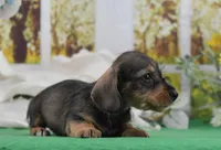 Hiccup, a male Miniature Dachshund for sale in Murphysboro, IL – Photo 6 of 6