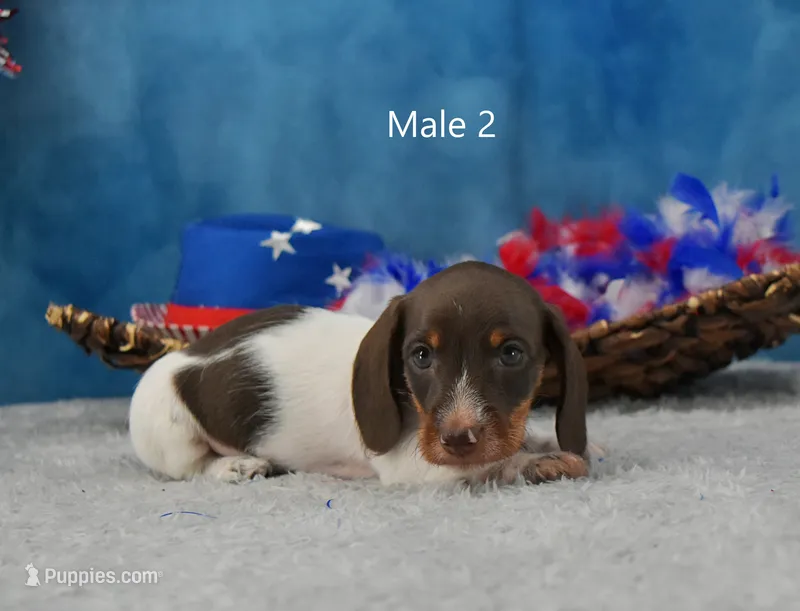 Dark Moo – Miniature Dachshund puppy for sale in Murphysboro, IL