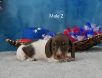 Dark Moo, a male Miniature Dachshund for sale in Murphysboro, IL – 1 of 4