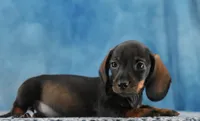 Smooth WB Girl, a female Miniature Dachshund for sale in Murphysboro, IL – 4 of 4