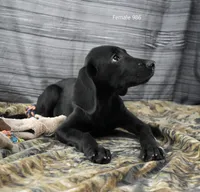 Cubby's Girl 986, a female Labrador Retriever for sale in Murphysboro, IL – 4 of 4