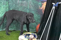 Sue's Female 480, a female Labrador Retriever for sale in Murphysboro, IL – 2 of 2