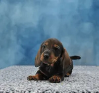 Mr. Smooth WB, a male Miniature Dachshund for sale in Murphysboro, IL – 2 of 5