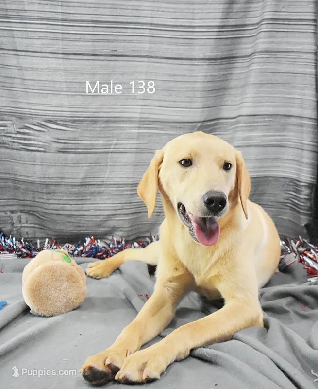 Ivory's boy 138 – Labrador Retriever puppy on hold in Murphysboro, IL