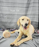 Ivory's boy 138, a male Labrador Retriever for sale in Murphysboro, IL – 1 of 4