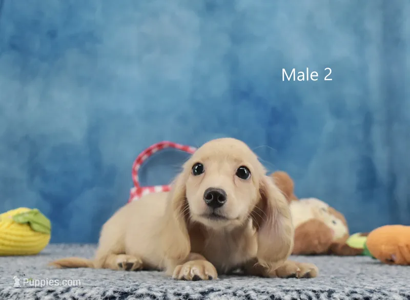 Rapunzel's Boy – Miniature Dachshund puppy for sale in Murphysboro, IL
