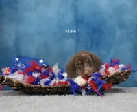 Mr. Moo, a male Miniature Dachshund for sale in Murphysboro, IL – 2 of 4