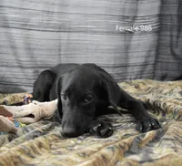 Cubby's Girl 986, a female Labrador Retriever for sale in Murphysboro, IL – 3 of 4
