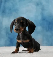 Mr. Smooth, a male Miniature Dachshund for sale in Murphysboro, IL – 3 of 7
