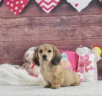 Shady Cream, a male Miniature Dachshund for sale in Murphysboro, IL – Photo 2 of 5