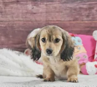 Shady Cream, a male Miniature Dachshund for sale in Murphysboro, IL – Photo 5 of 5