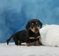 BT Smooth, a female Miniature Dachshund for sale in Murphysboro, IL – 1 of 4