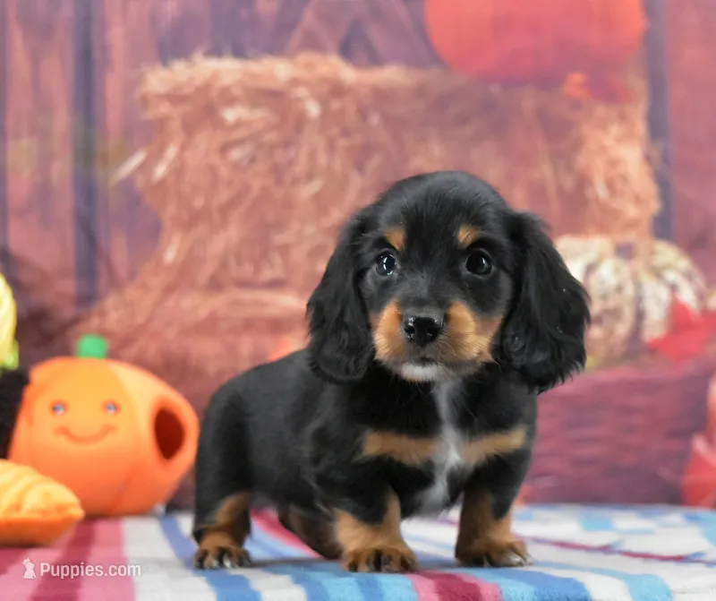 BT Tux Longhair – Miniature Dachshund puppy for sale in Murphysboro, IL