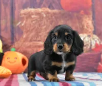 BT Tux Longhair, a female Miniature Dachshund for sale in Murphysboro, IL – 1 of 5