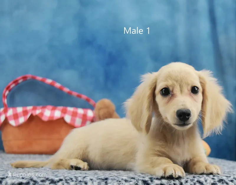 Rapunzel's creamy boy – Miniature Dachshund puppy for sale in Murphysboro, IL