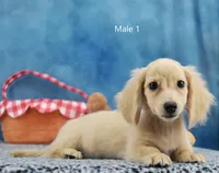 Rapunzel's creamy boy, a male Miniature Dachshund for sale in Murphysboro, IL – 1 of 2
