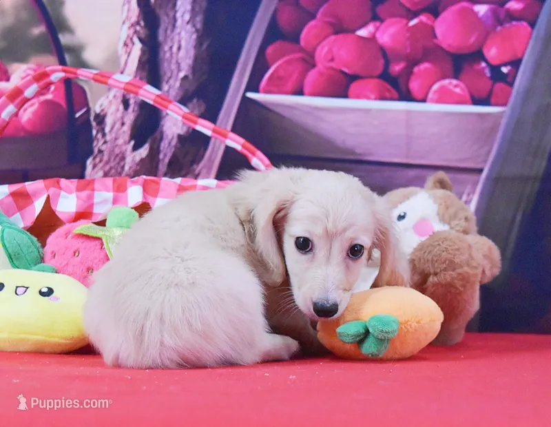 Pearl – Miniature Dachshund puppy for sale in Murphysboro, IL