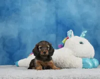 Red Russian, a female Miniature Dachshund for sale in Murphysboro, IL – 3 of 6